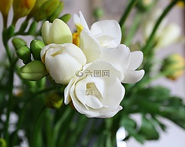 花,花花束,鲜花花束