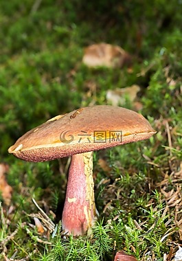 牛肝菌,真菌,性质