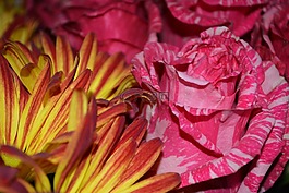 野花,特写,鲜花