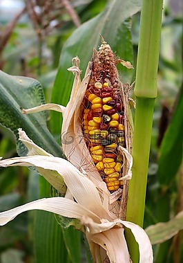 玉米,成长,农业