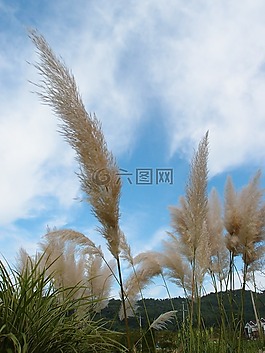 植物,天空,秋季