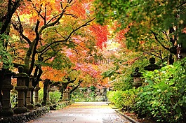 秋季,秋季树叶,寺