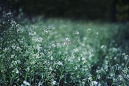 鲜花,绿色,春