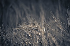 场,大麦,禾谷类作物