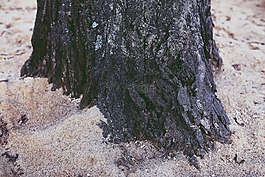 基数,树,根
