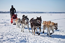 狗,雪橇,团队