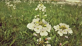 花,夏季,筛选器