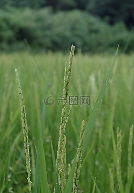 水稻,现场,ch