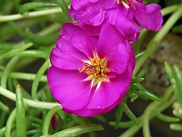 花,特写,紫色和白色
