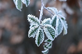 冰花,寒冬,叶子