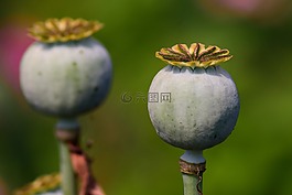罂粟胶囊,罂粟,种子胶囊