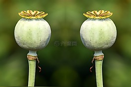 罂粟胶囊,绿色,绿色的胶囊