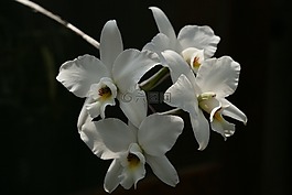 洁白的花朵,兰花,白