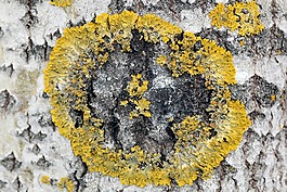 黄衣 parietina,青苔,桦木