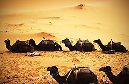 骆驼,沙漠,沙