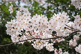 樱花盛开,樱花,鲜花