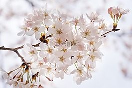 樱花盛开,樱花,鲜花