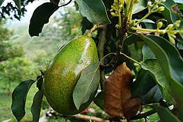 牛油果,鳄梨树,鳄梨