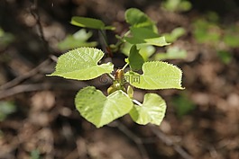 植物,椴树,自然