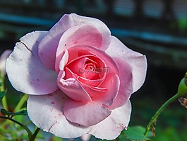 花,罗莎,美容