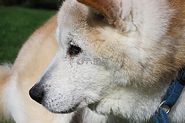 老狗,狗,shiba inu