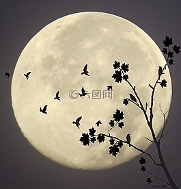 午夜飞行,月光下飞行,月光