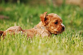 coker,小猎犬,可卡犬语