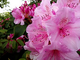 rhodedendron,粉红色的花，关闭了,花园里的花