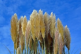 selloana,天空,草