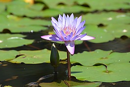 ninféia,花卉,水生植物