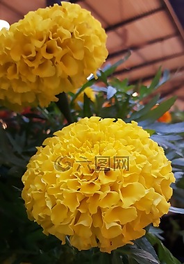 黄色花,黄色,黄色的花