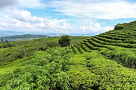 发展,农村,农场