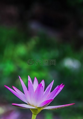莲花,莲花肖像,睡莲