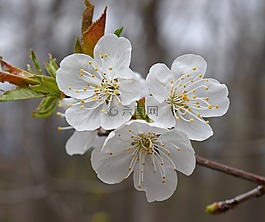 梅花,梅树,开花
