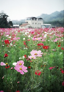 花,鄉下,春天
