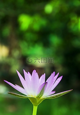 莲花睡莲图片 莲花睡莲素材 莲花睡莲模板免费下载 六图网