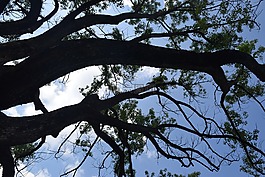 sky,tree,clouds