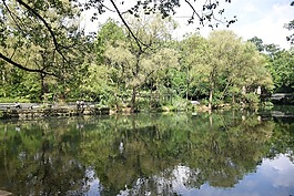 water,倒影,tree