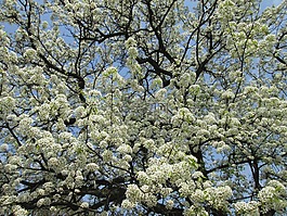 樱花,白色,公园