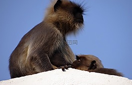 猴子,妈妈,婴儿