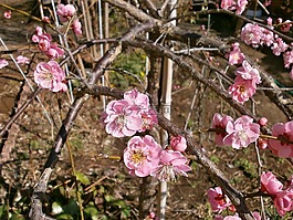 梅花,红梅花,春天