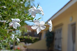 鲜花,茉莉花,白