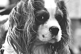 狗,骑士国王查尔斯猎犬,黑与白