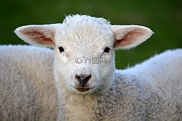 羊肉,春天,性质