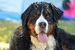 狗,伯恩山犬,动物