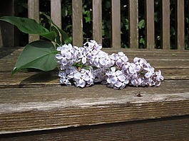 紫丁香,装饰,紫丁香花