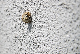 蜗牛,蜗牛在墙上,寂寞