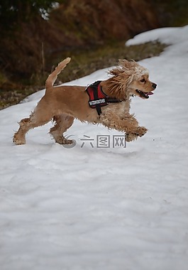 美国可卡,可卡犬,甜