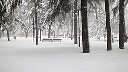 雪,树,积雪的路上