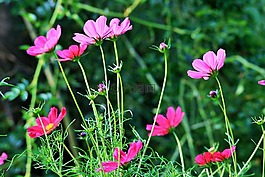 粉红色的波斯菊,鲜花,宇宙